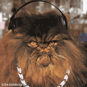 Cat listening to GANGSTA RAP