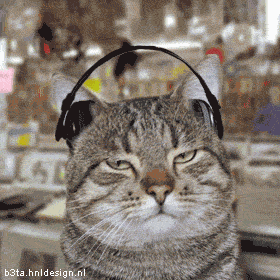 Cat listening to Hip Hop