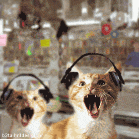 Cats listening to Metal