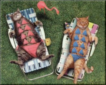 Cats relaxing in the beach