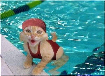 Cat swim