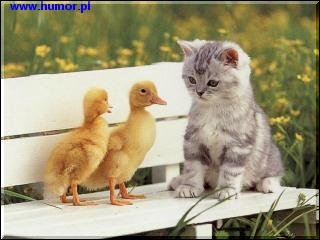A kitten with two ducks
