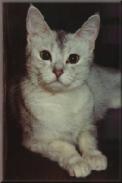 Cat picture