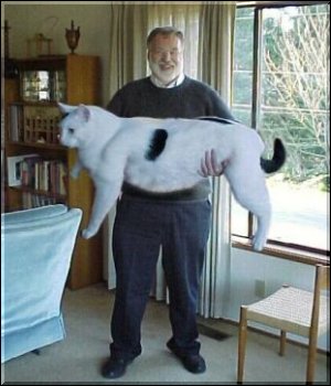 Is this the biggest cat in the world?
