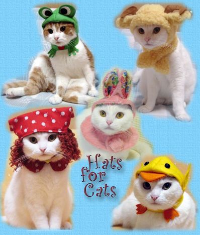 HATS for CATS !