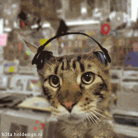 Cat listening to HOUSE music