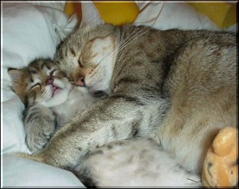 Cat Mom with her Baby