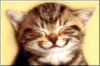 A kittens smile
