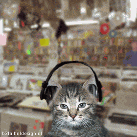 Cat listening to Stevie Wonder