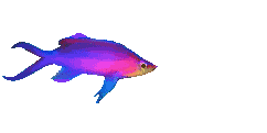 Lilac fish-small