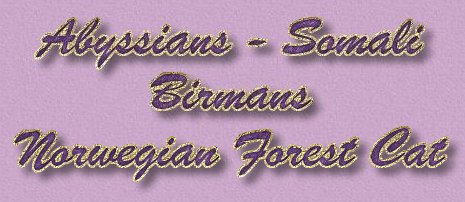 Abyssinians / Sacred Birmans / Norwegian Forest Cats