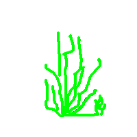 Seaplant